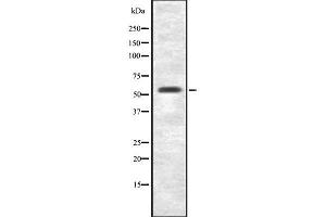 Western blot analysis FZD7 using RAW264. (FZD7 antibody  (C-Term))