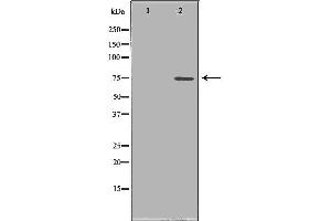 Western blot analysis of HepG2 cell lysate, using PADI4 Antibody. (PAD4 antibody  (N-Term))