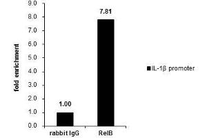 ChIP Image Cross-linked ChIP was performed with THP-1 chromatin extract treated with LPS (1. (RELB antibody  (C-Term))