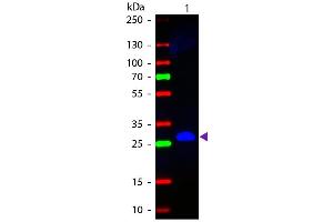 Western blot of Fluorescein conjugated Goat Anti-Mouse IgG F(c) secondary antibody.