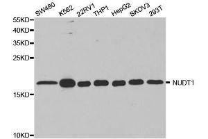 Western blot analysis of extracts of various cell lines, using NUDT1 antibody. (NUDT1 antibody  (AA 1-179))