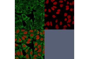 Confocal Immunofluorescence image of HeLa cells using Cytokeratin 18 Mouse Monoclonal Antibody (DE-K18) Green (CF488) and Reddot is used to label the nuclei. (Cytokeratin 18 antibody)