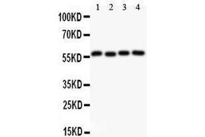 Observed bind size: 56KD (Cyclin B1 antibody  (AA 1-433))