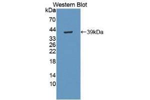 Western blot analysis of recombinant Human MBP. (MBP antibody  (AA 220-301))