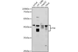 Western blot analysis of extracts of various cell lines, using Fas antibody (ABIN3020738, ABIN3020739, ABIN3020740, ABIN1512896 and ABIN6213700) at 1:1000 dilution. (FAS antibody  (AA 150-250))