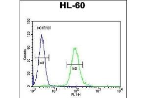 CSF2 Antibody (Center) (ABIN654647 and ABIN2844343) flow cytometric analysis of HL-60 cells (right histogram) compared to a negative control cell (left histogram). (GM-CSF antibody  (AA 59-85))