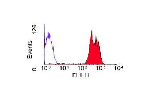 Staining of human peripheral blood lymphocytes with Mouse anti Human CD43: FITC (ABIN119529). (CD43 antibody  (FITC))