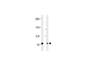 PID/MTA2 Antibody (C-term) (ABIN390610 and ABIN2840922) western blot analysis in Hela cell line and mouse brain tissue lysates (35 μg/lane). (MTA2 antibody  (C-Term))