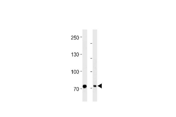 MTA2 antibody  (C-Term)