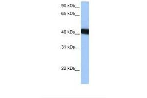 Image no. 1 for anti-BTB (POZ) Domain Containing 14A (BTBD14A) (C-Term) antibody (ABIN6739477) (BTBD14A antibody  (C-Term))