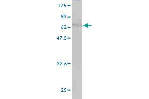 Western Blot detection against Immunogen (67. (CDC37 antibody  (AA 1-378))