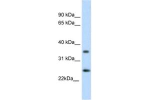 Western Blotting (WB) image for anti-Fas (TNFRSF6)-Associated Via Death Domain (FADD) antibody (ABIN2460186)