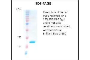 SDS-PAGE (SDS) image for Fibroblast Growth Factor 1 (Acidic) (FGF1) (Active) protein (ABIN5509277)