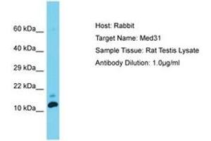Image no. 1 for anti-Mediator Complex Subunit 31 (MED31) (C-Term) antibody (ABIN6750371) (MED31 antibody  (C-Term))