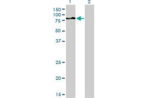Western Blot analysis of DVL3 expression in transfected 293T cell line by DVL3 monoclonal antibody (M04A), clone 4H2. (DVL3 antibody  (AA 1-100))