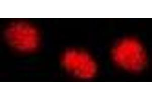 Immunofluorescent analysis of INTS10 staining in A549 cells. (INTS10 antibody)