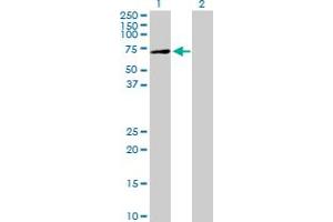 Western Blot analysis of XYLB expression in transfected 293T cell line by XYLB MaxPab polyclonal antibody.