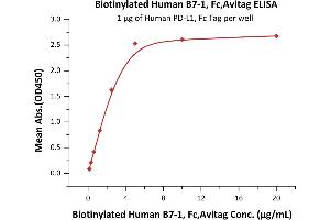 Immobilized Human PD-L1, Fc Tag (ABIN2181596,ABIN2181595) at 10 μg/mL (100 μL/well) can bind Biotinylated Human B7-1, Fc,Avitag (ABIN4948999,ABIN4949000) with a linear range of 0. (CD80 Protein (CD80) (AA 35-242) (Fc Tag,AVI tag,Biotin))