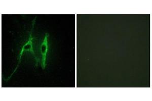 Immunofluorescence (IF) image for anti-Cytochrome b5 (CYTB5) (Internal Region) antibody (ABIN1850420) (Cytochrome b5 (CYTB5) (Internal Region) antibody)