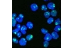 HeLa cells stained with AF488 labeled Nucleolin antibody.