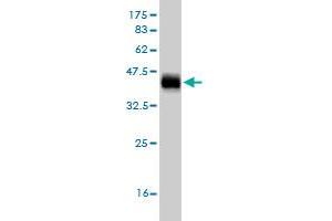 Western Blot detection against Immunogen (36. (EGR1 antibody  (AA 444-543))