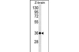 HOXD10 Antibody (C-term) (ABIN656539 and ABIN2845803) western blot analysis in zebra fish brain tissue lysates (35 μg/lane). (HOXD10 antibody  (C-Term))