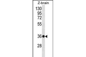 HOXD10 Antibody (C-term) (ABIN656539 and ABIN2845803) western blot analysis in zebra fish brain tissue lysates (35 μg/lane).