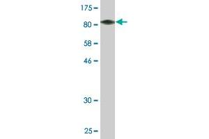 Western Blot detection against Immunogen (107. (YY1AP1 antibody  (AA 1-739))