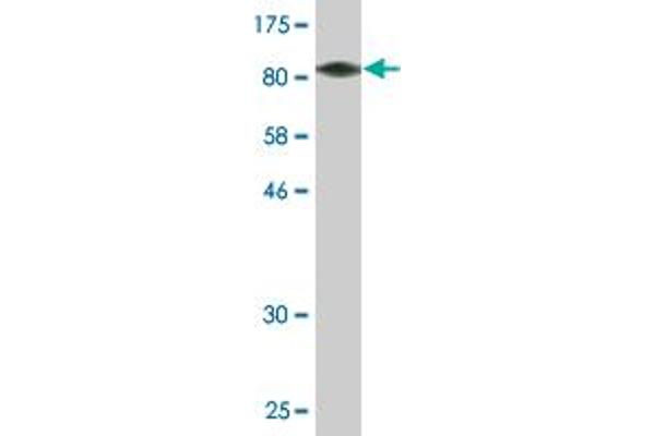 YY1AP1 antibody  (AA 1-739)