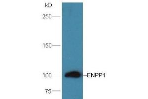 Mouse Kidney lysates probed with Rabbit Anti-ENPP1 Polyclonal Antibody, Unconjugated (ABIN2173834) at 1:300 overnight at 4 °C. (ENPP1 antibody  (AA 251-350))