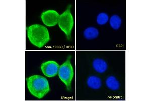ABIN185461 Immunofluorescence analysis of paraformaldehyde fixed MCF7 cells, permeabilized with 0. (ERBB3 antibody  (C-Term))