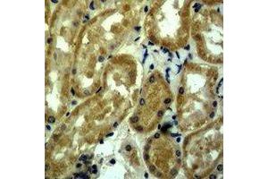 Immunohistochemical analysis of c-Myc staining in mouse kidney formalin fixed paraffin embedded tissue section. (c-MYC antibody)