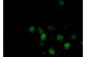 Anti-DSTN mouse monoclonal antibody (ABIN2454364) immunofluorescent staining of COS7 cells transiently transfected by pCMV6-ENTRY DSTN (RC203419). (Destrin antibody)