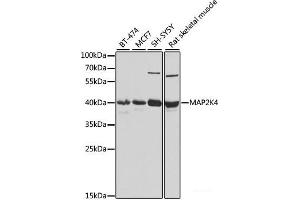 Western blot analysis of extracts of various cell lines using MAP2K4 Polyclonal Antibody at dilution of 1:1000.