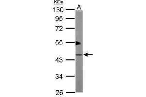 WB Image Sample (50 ug of whole cell lysate) A: Mouse brain 10% SDS PAGE antibody diluted at 1:1000 (PKA 2 beta (Center) antibody)