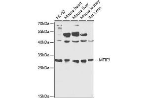 Western blot analysis of extracts of various cell lines, using MTIF3 antibody  at 1:1000 dilution. (MTIF3 antibody  (AA 1-278))