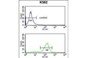 SDS Antibody (N-term) (ABIN652984 and ABIN2842624) flow cytometry analysis of K562 cells (bottom histogram) compared to a negative control cell (top histogram). (serine Dehydratase antibody  (N-Term))