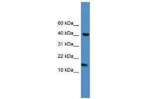 WB Suggested Anti-LCN1 Antibody Titration: 0. (Lipocalin 1 antibody  (C-Term))