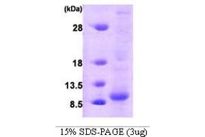 Figure annotation denotes ug of protein loaded and % gel used. (Glutaredoxin 1 Protein (GRX1) (AA 1-106))