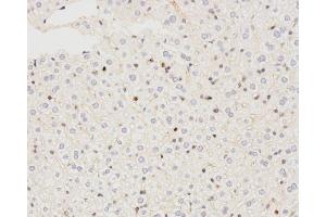 Immunohistochemistry analysis of paraffin-embedded mouse liver using LC3A/B Polyclonal Antibody at dilution of 1:500. (LC3A / LC3B antibody)