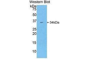 Western Blotting (WB) image for anti-Contactin Associated Protein 1 (CNTNAP1) (AA 926-1190) antibody (ABIN1858441) (CNTNAP1 antibody  (AA 926-1190))