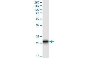 Immunoprecipitation of CLDN14 transfected lysate using anti-CLDN14 MaxPab rabbit polyclonal antibody and Protein A Magnetic Bead , and immunoblotted with CLDN14 MaxPab mouse polyclonal antibody (B01) . (CLDN14 antibody  (AA 1-239))