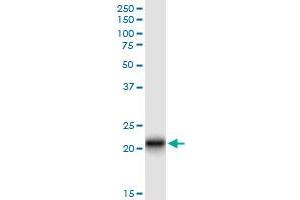 Immunoprecipitation of CLDN14 transfected lysate using anti-CLDN14 MaxPab rabbit polyclonal antibody and Protein A Magnetic Bead , and immunoblotted with CLDN14 MaxPab mouse polyclonal antibody (B01) . (CLDN14 antibody  (AA 1-239))