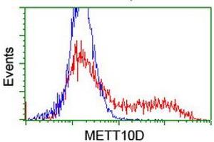 HEK293T cells transfected with either RC208648 overexpress plasmid (Red) or empty vector control plasmid (Blue) were immunostained by anti-METT10D antibody (ABIN2455783), and then analyzed by flow cytometry. (METTL16 antibody)