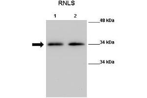 WB Suggested Anti-Rnls Antibody  Positive Control: Lane 1:441 µg Mouse kidney tissue lysate Lane 2: 041 µg Mouse kidney tissue lysate Primary Antibody Dilution: 1:000Secondary Antibody: Anti-rabbit-HRP Secondry  Antibody Dilution: 1:0500Submitted by: Nitish R Mahapatra, IIT Madras (RNLS antibody  (Middle Region))