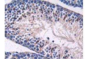 DAB staining on IHC-P; Samples: Mouse Testis Tissue (SPARC antibody  (AA 18-302))
