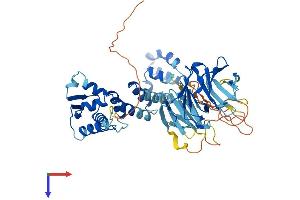 Kelch Repeat and BTB (POZ) Domain Containing 4 (KBTBD4) (AA 1-534) protein (His tag)