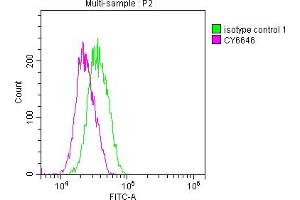 Overlay histogram showing Jurkat cells stained with ABIN7127640 (red line) at 1:50. (Recombinant ELANE antibody)