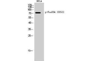 Western Blotting (WB) image for anti-Forkhead Box O3 (FOXO3) (pSer253) antibody (ABIN3182014) (FOXO3 antibody  (pSer253))