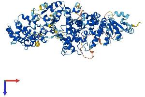AlphaFold protein structure predicition of Human Recombinant TBCK Protein, UniprotID Q8TEA7